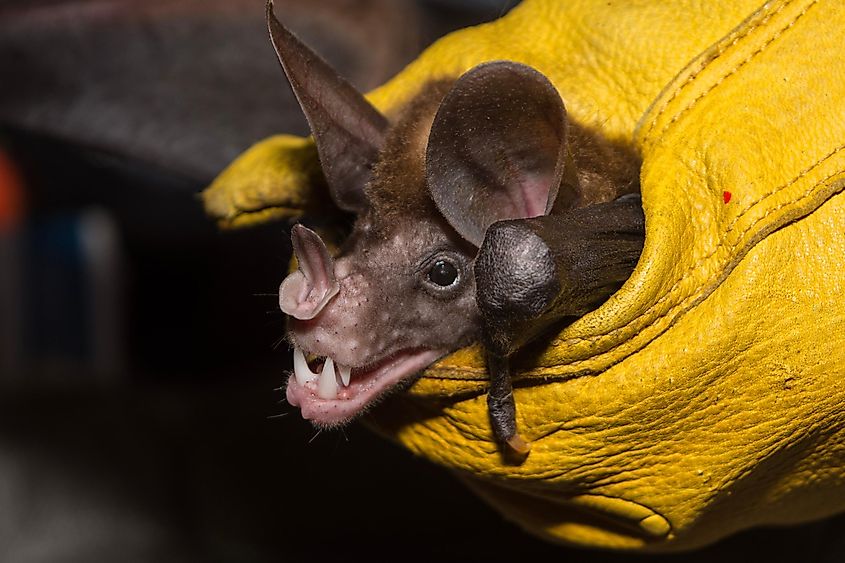 A spectral bat from Calakmul Biosphere Reserve, Mexico.