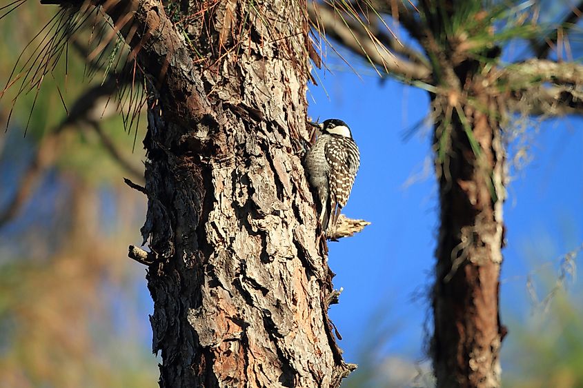 Red-cockaded Woodpecker (Picoides borealis) in Florida,America