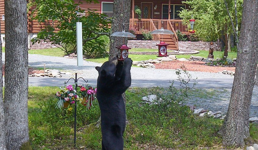 Black bear standing to eat from a bird feeder in Hawley the Poconos Pennsylvania