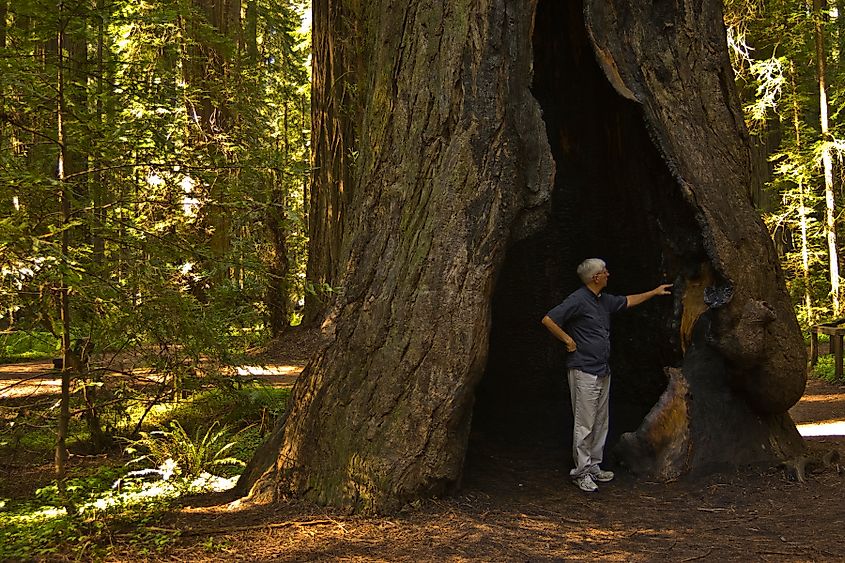 A fire-hollowed redwood tree.