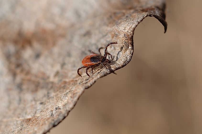 A macro shot of a blacklegged tick.