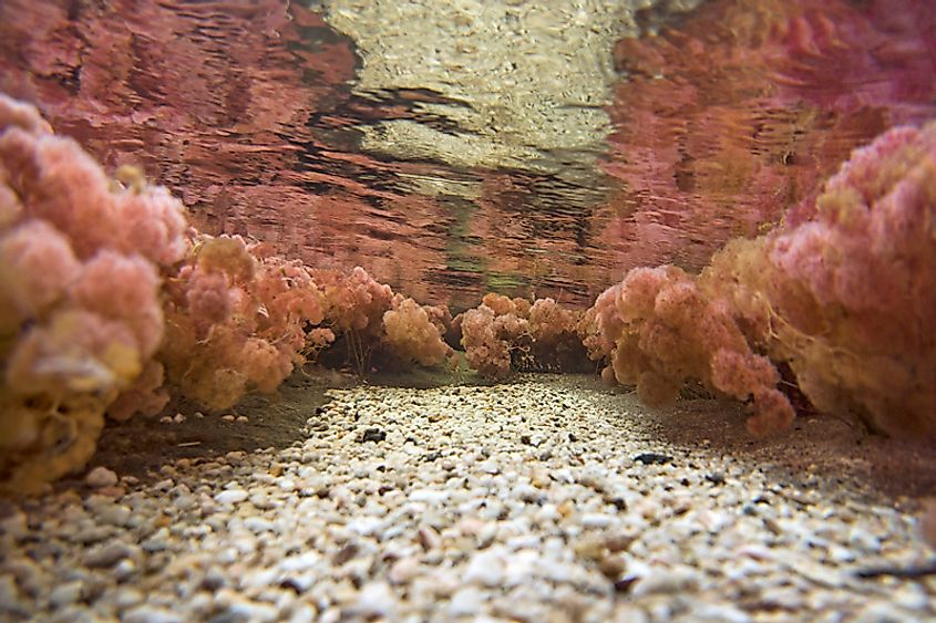 Biotope from La Macarena, Colombia. 