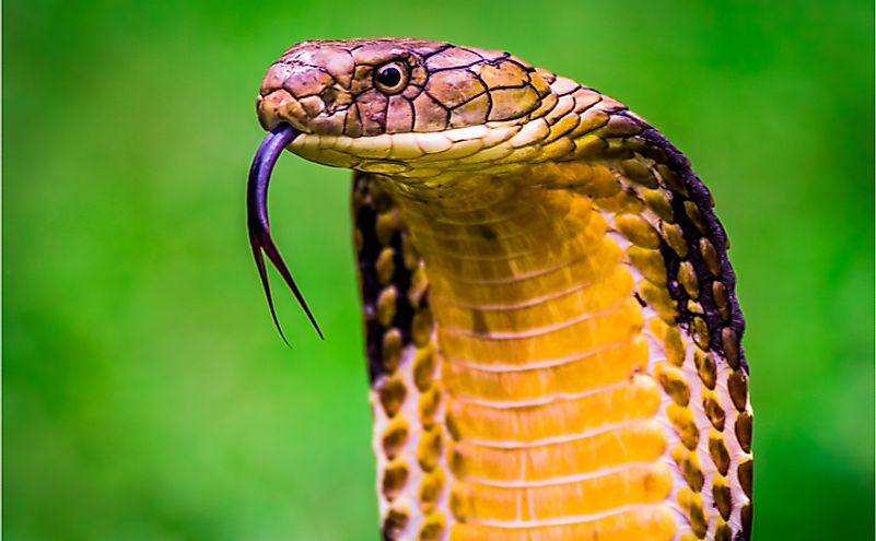 8 Interesting Facts About The King Cobra - WorldAtlas