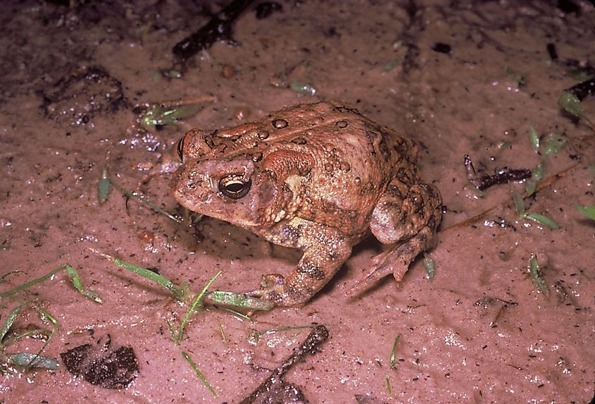 Houston toad