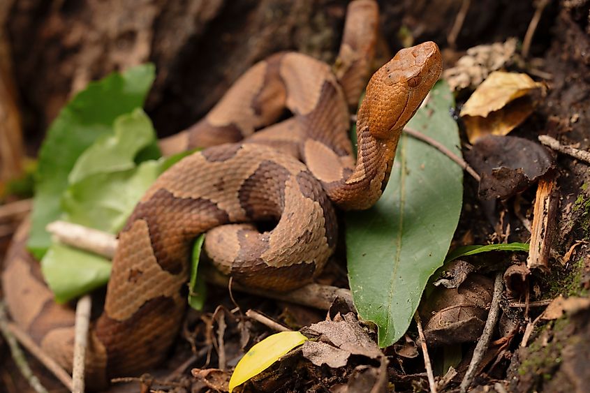 Juvenile copperhead snake in the wild