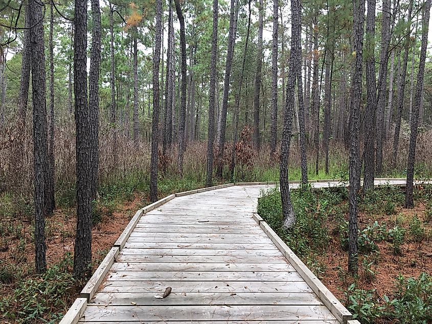 Big Thicket National Preserve