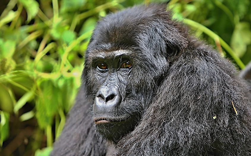 Animals of the Congo Basin in Africa - WorldAtlas Animals of the Congo Basin in Africa - WorldAtlas