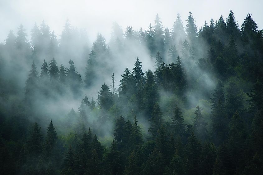 two types of vegetation