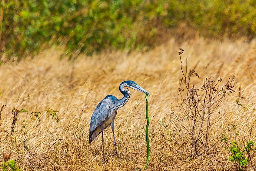 A heron catching a green mamba in Tanzania.