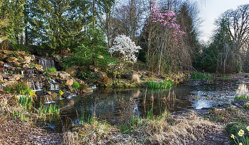 Silverton, Oregon - March 31, 2018 Eamonn Hughes Water Garden in the Oregon Garden