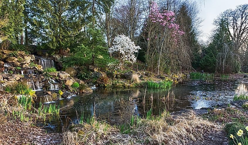 Silverton, Oregon - March 31, 2018 Eamonn Hughes Water Garden in the Oregon Garden