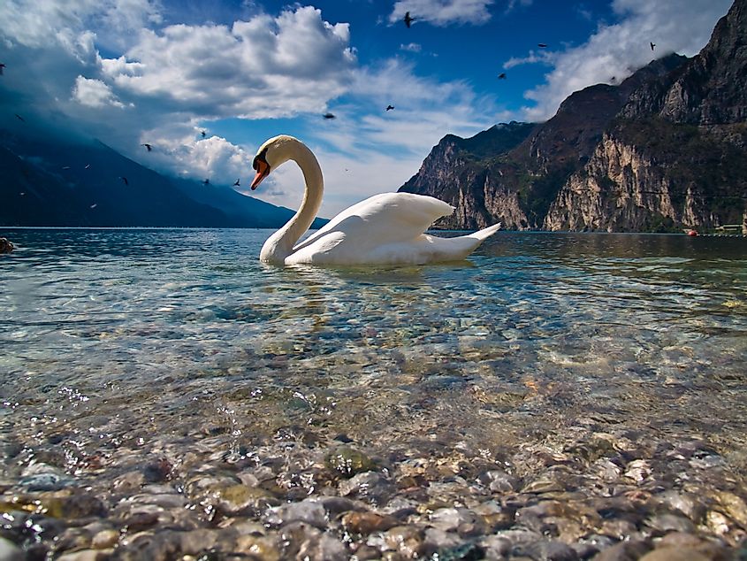 Birds of Lake Garda
