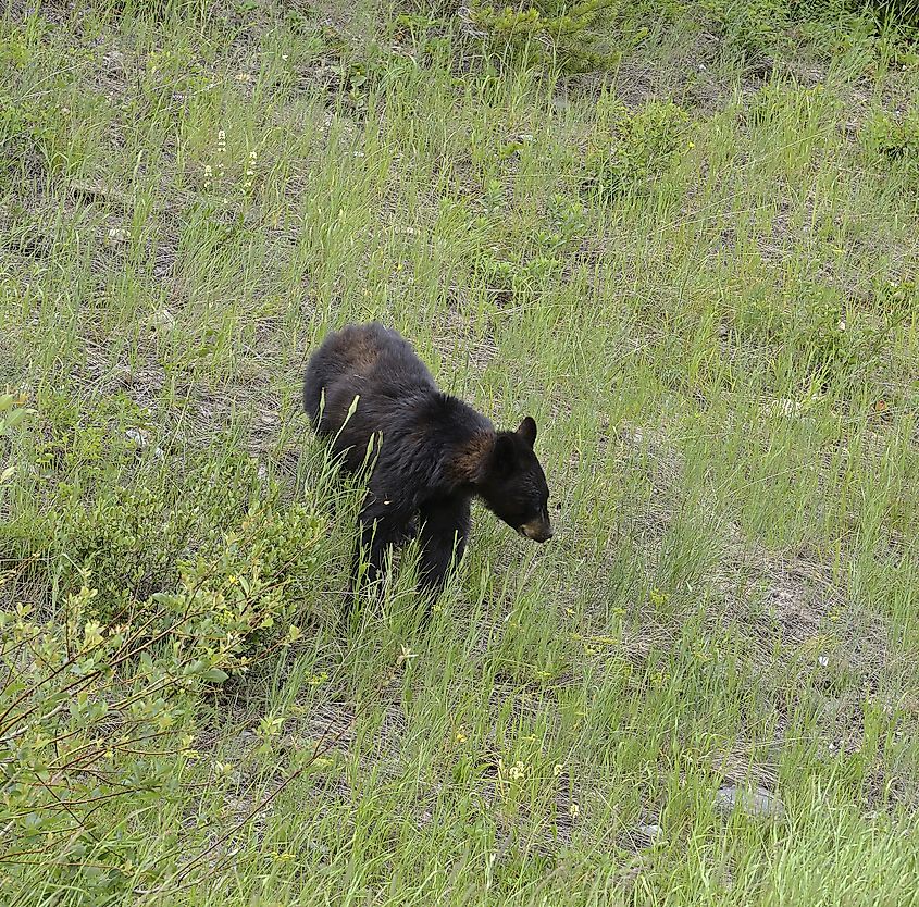 Black bear in Glacier National Park. Glacier National Park is a World Heritage sites of UNESCO, located in the U.S. state of Montana