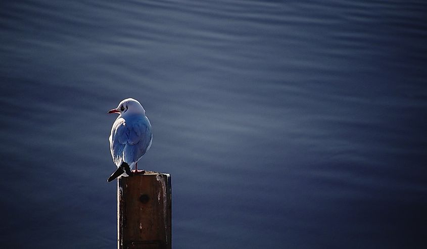 Seagull In The Evening Sunlight At River Clyde - Glasgow