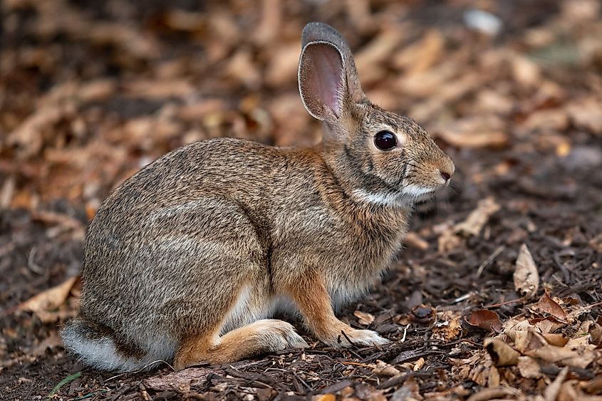 New England cottontail rabbit in natural habitat, foraging for food.