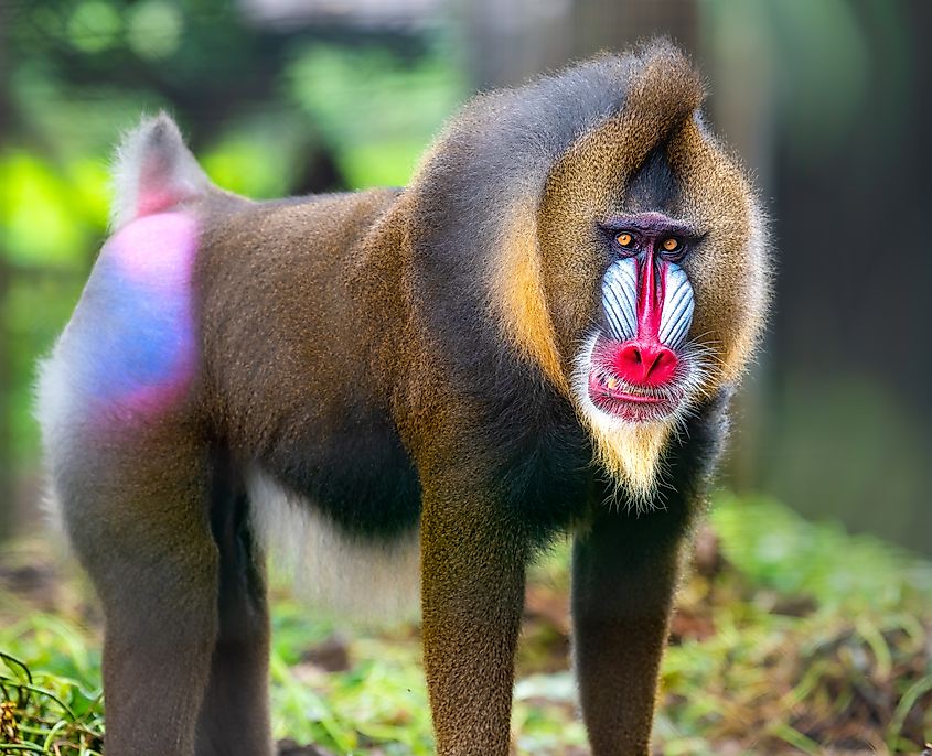 Mandrills have bright blue and red face, yellow beard, and colorful rump. Males much more vibrant than females.