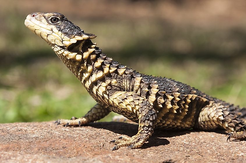 Giant girdled lizard (Cordylus giganteus) resting on a rock, with its spiny, armored body and rough, textured scales