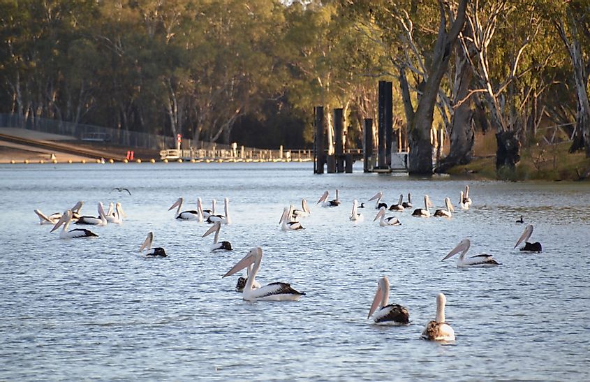 Pelicans in Murray river