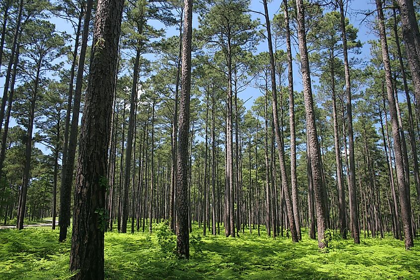 The beautiful Sam Houston National Forest.