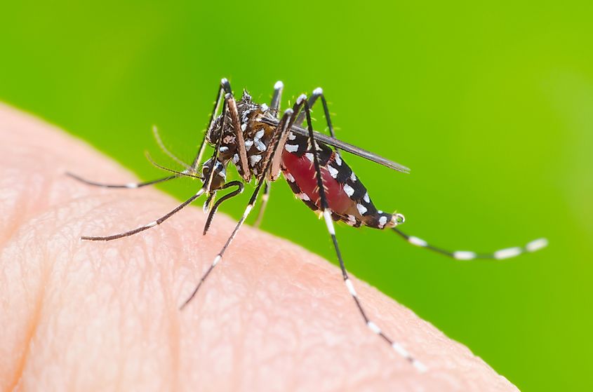 An Aedes aegypti mosquito feeding on human blood. Image credit: Khlungcenter/Shutterstock.com