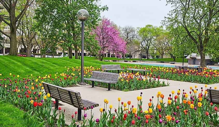 Freimann Square in downtown Fort Wayne, Indiana during peak spring with stunning tulip garden