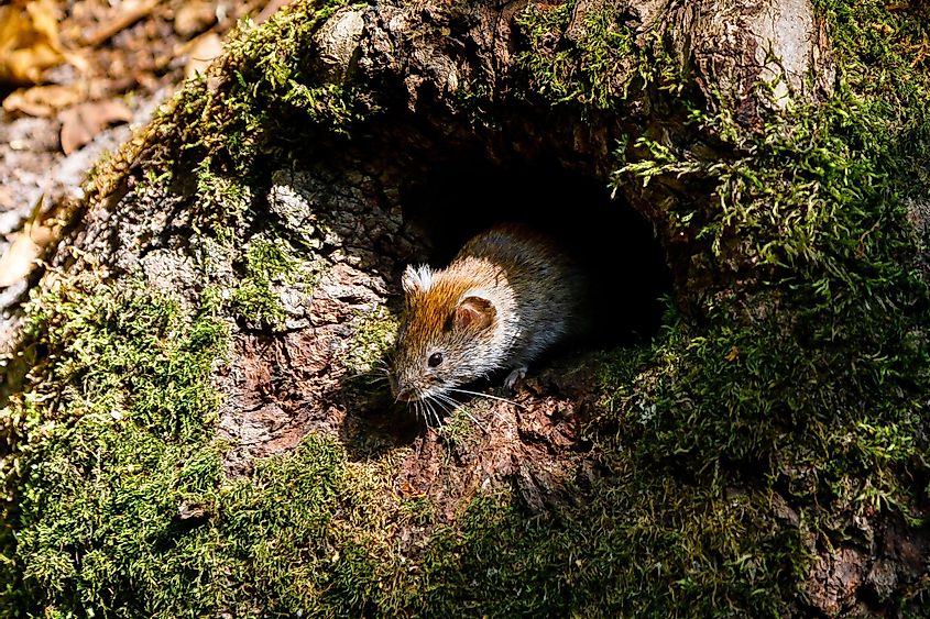 a vole mouse looks out of tree hollow on a sunny day.