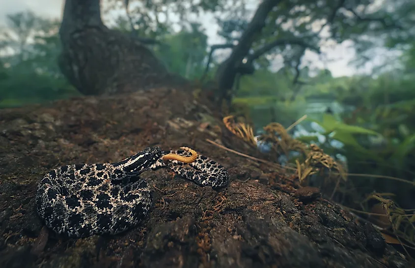 A wild pygmy rattlesnake (Sistrurus miliarius) on a tree beside a river