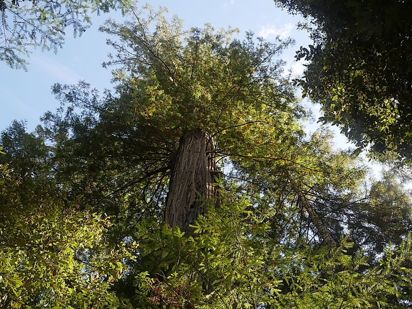 Big Tree, a giant redwood tree at the Mendocino Woodlands State Park, California.