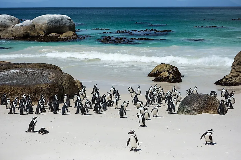 Penguins in Cape Town, South Africa.