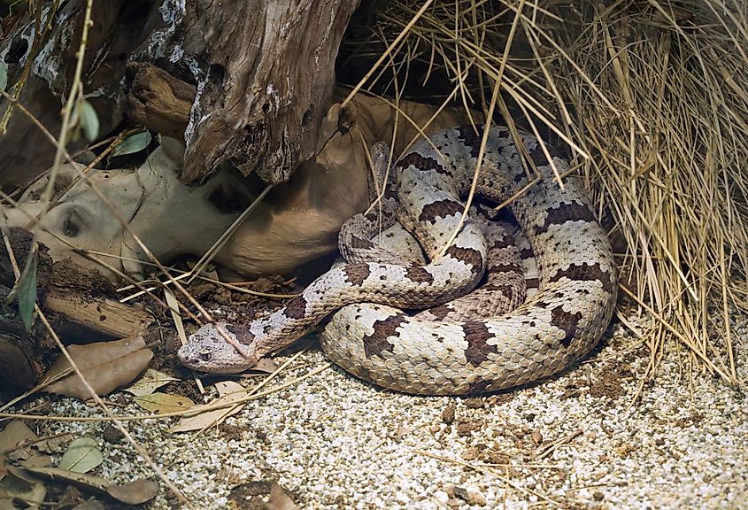 Banded Rock Rattlesnake, Crotalus Lepidus Klauberi.