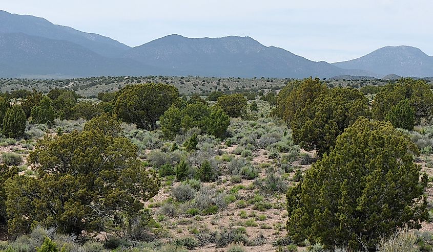 Orange globemallow wildflowers growing in the sagebrush of the Great Basin