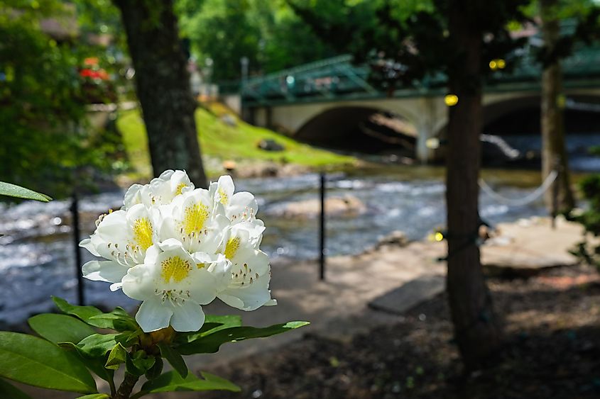 Beautiful flowering plant along the Chattahoochee River in the bavarian style small mountain town of Helen, Georgia.