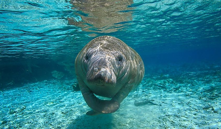 Close up of a Manatee at the Crystal River Hot Springs Florida