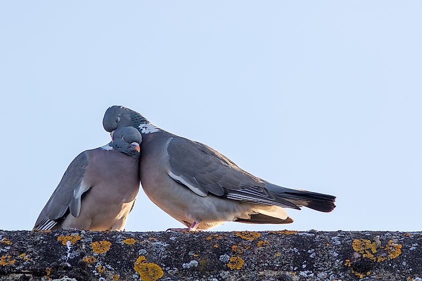 Preening