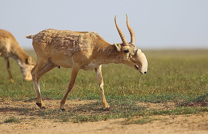 Saiga antelope males in Stepnoi reserve, Russia. 