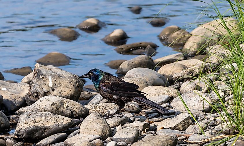 A common Grackle bird on rocks next to the Allegheny River in Althom, Pennsylvania