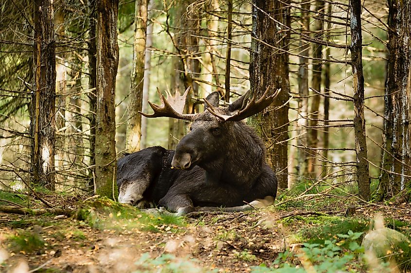 A moose with large antlers in a spruce forest.