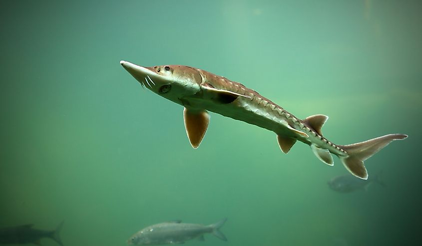 Endangered sturgeon in lake. 