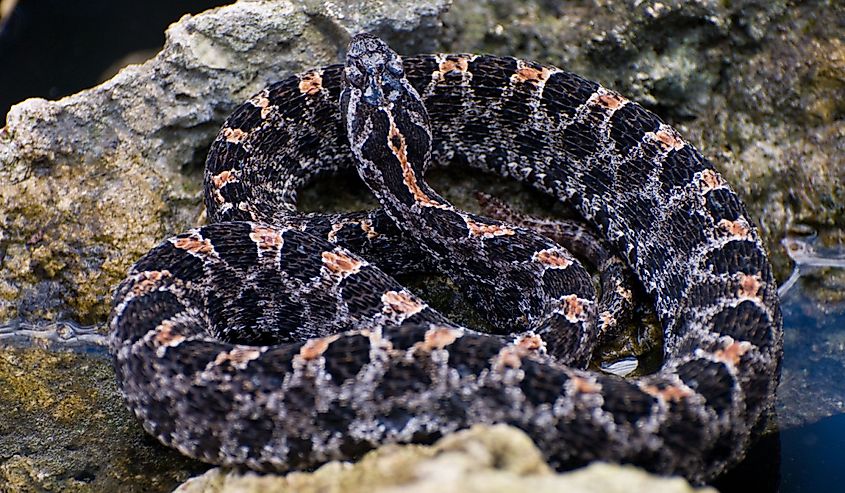 Coiled up pygmy rattlesnake