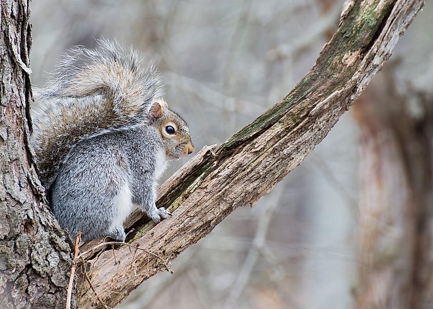 An eastern gray squirrel (Sciurus carolinensis) on a tree branch.