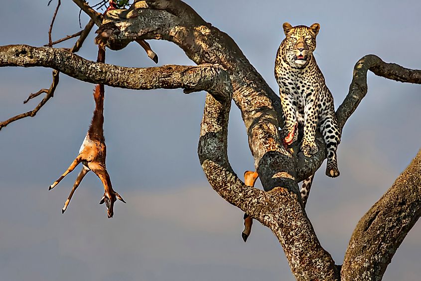 Leopards in Masai Mara