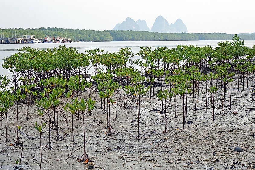 Mangrove restoration