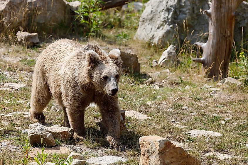 Himalayan brown bear