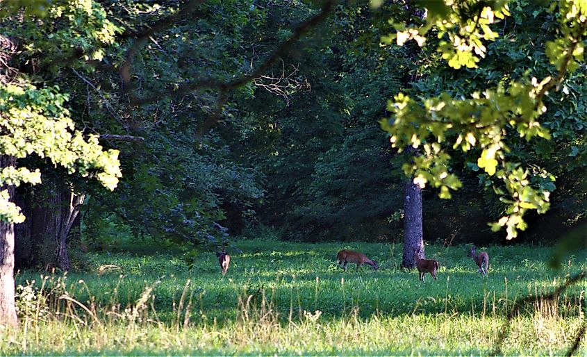 Deer near the town Gainesville, Missouri.
