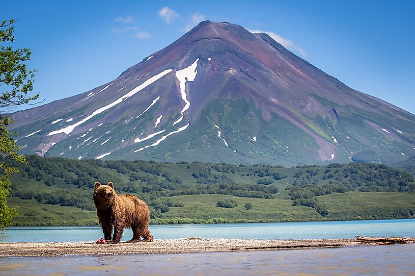 Ruling the landscape, brown bears of Kamchatka, Russia