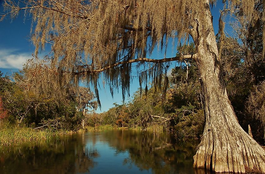 Bald cypress, Wacissa River, Florida