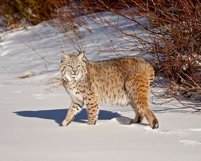 Bobcat (lynx rufus) in the snow.