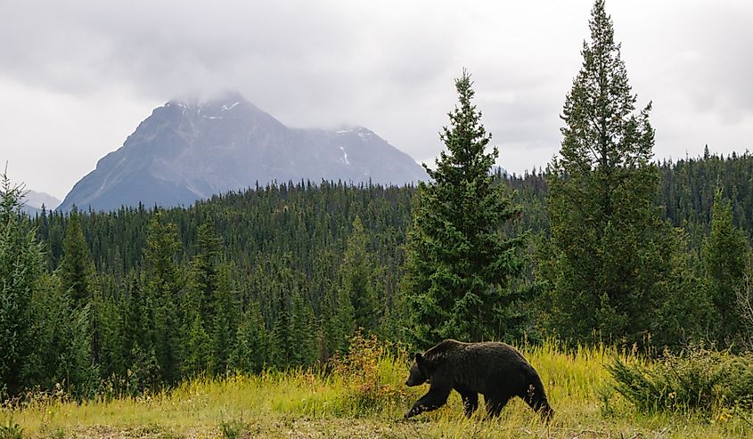Grizzly bear in Canada on the move. 