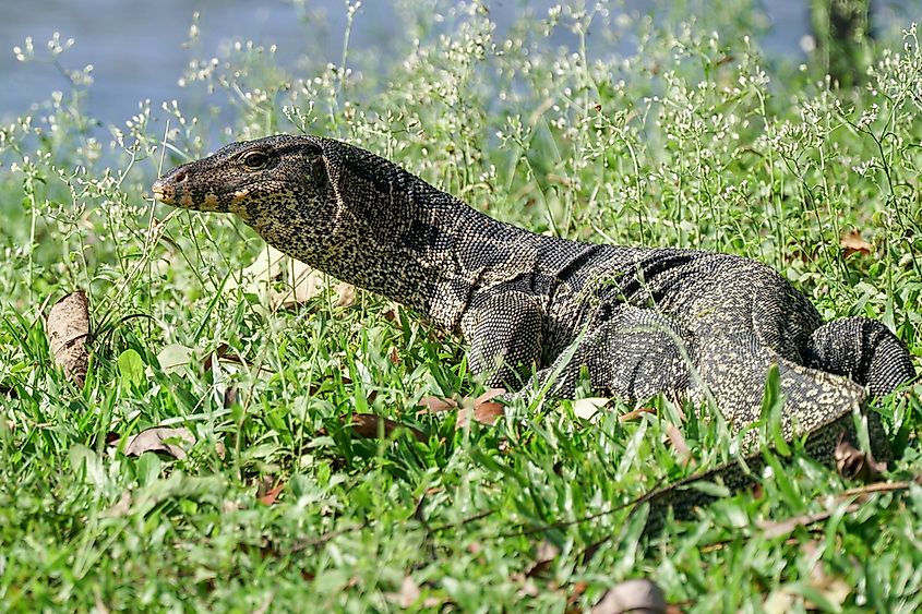 Asian water monitor.