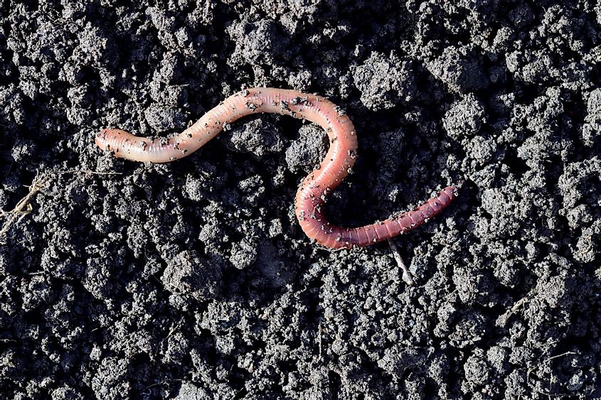 Dendrobaena is a burrowing annelid worm that lives in the soil